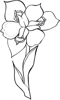 iris-flower-coloring-page.jpg