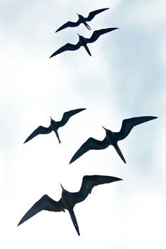 Frigate Bird Tattoo - ClipArt Best