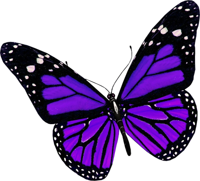 Purple butterfly png clipart
