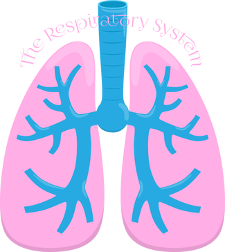 Science for Young Kids: Anatomy and Physiology - The Respiratory ...