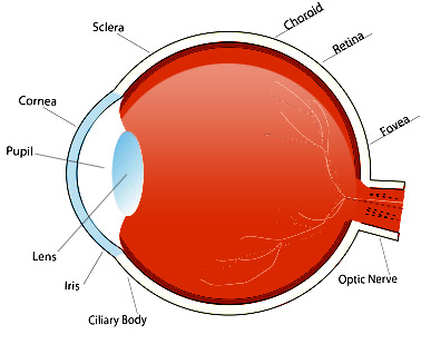 Diagram Of The Eye With Labels - ClipArt Best