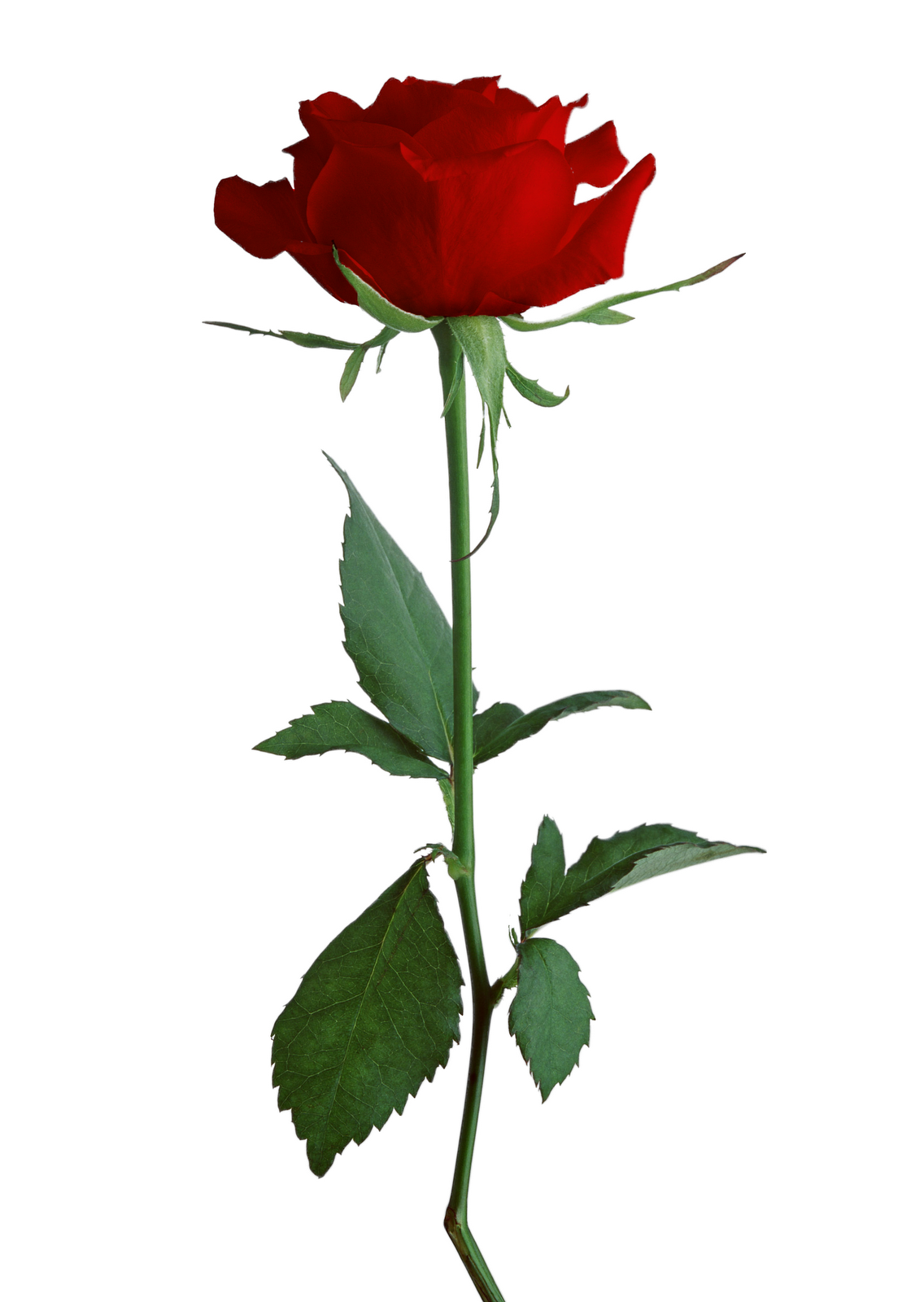 Rose Graphic | Free Download Clip Art | Free Clip Art | on Clipart ...