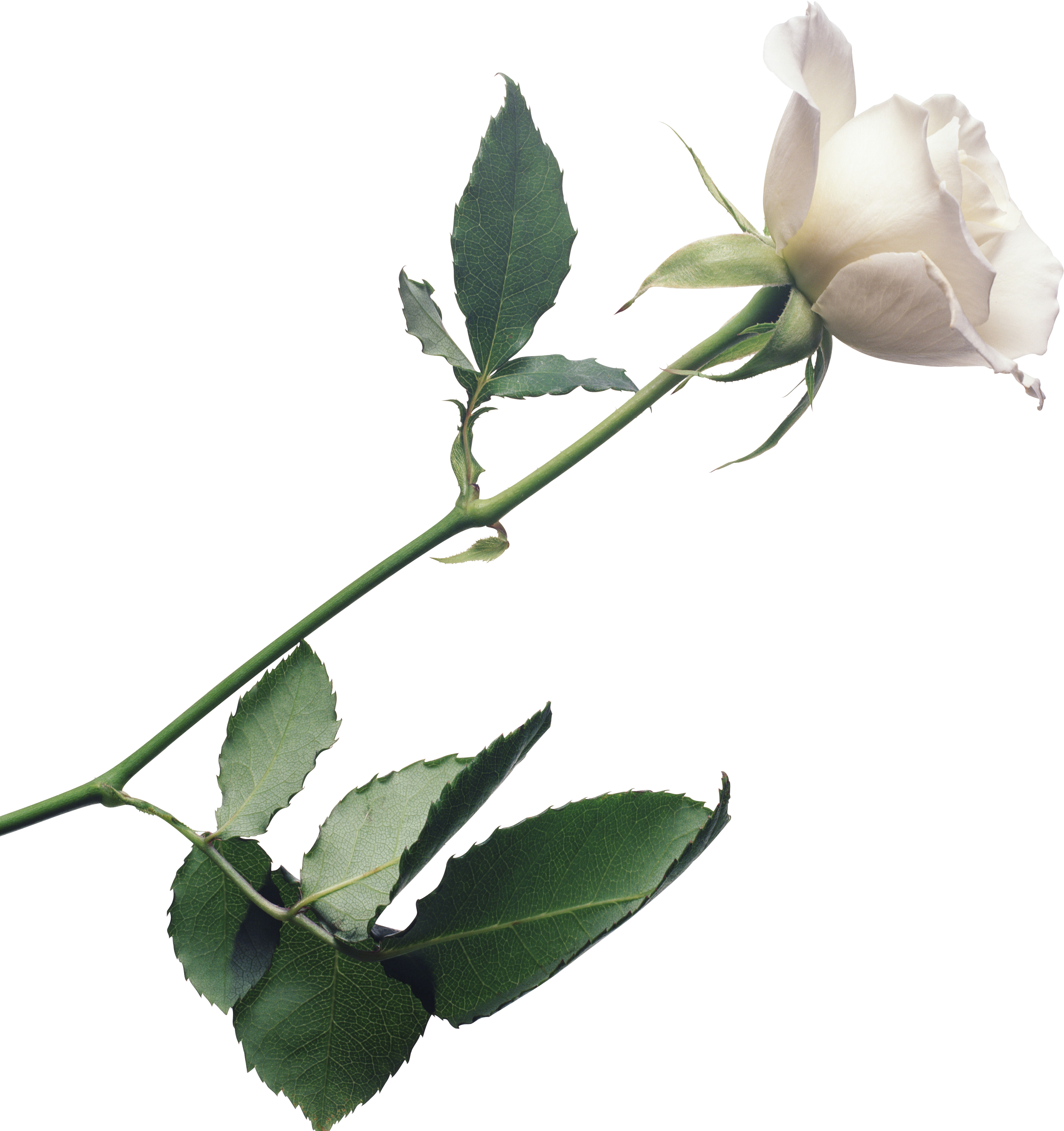 White roses PNG images, free download flower pixtures