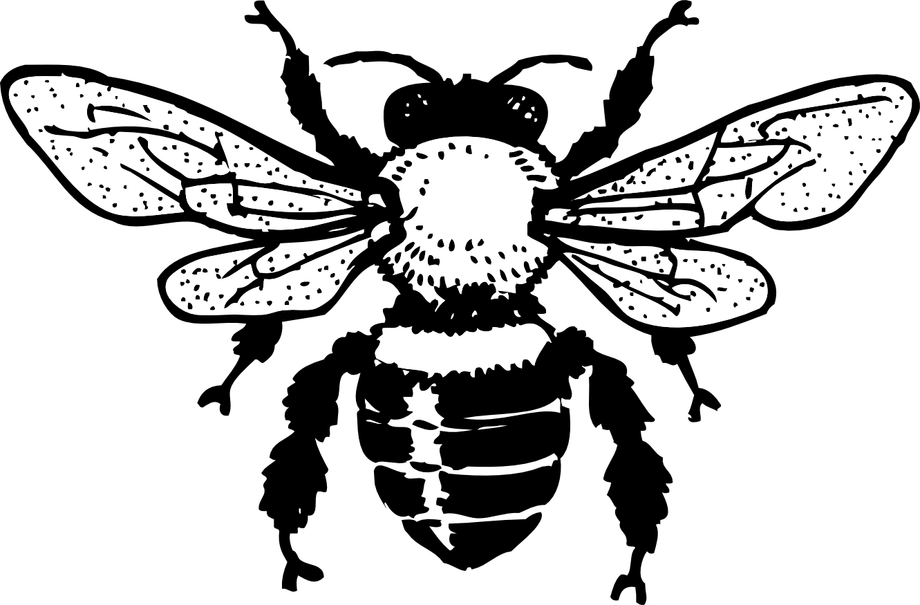 honey bee coloring book colouring SVG