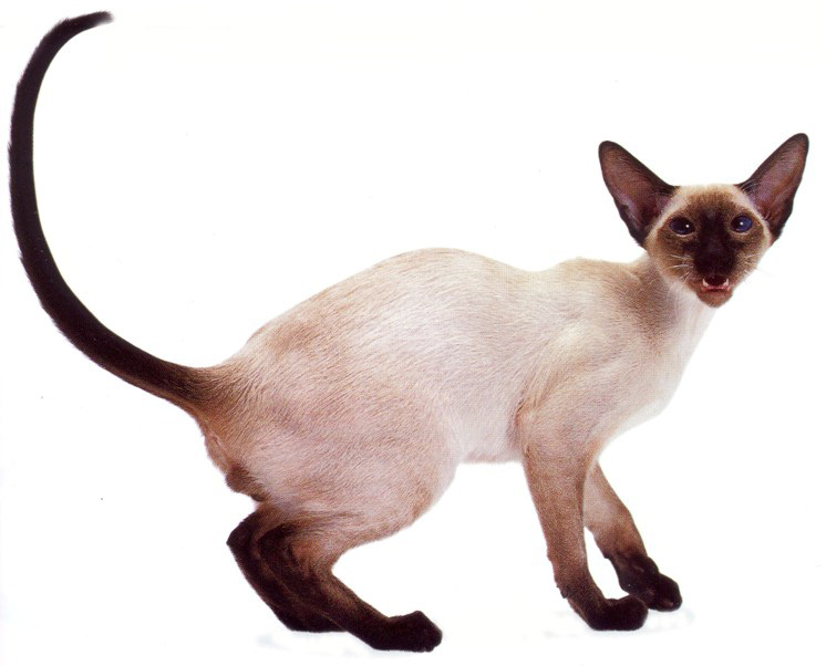 siamese cat clipart - photo #7