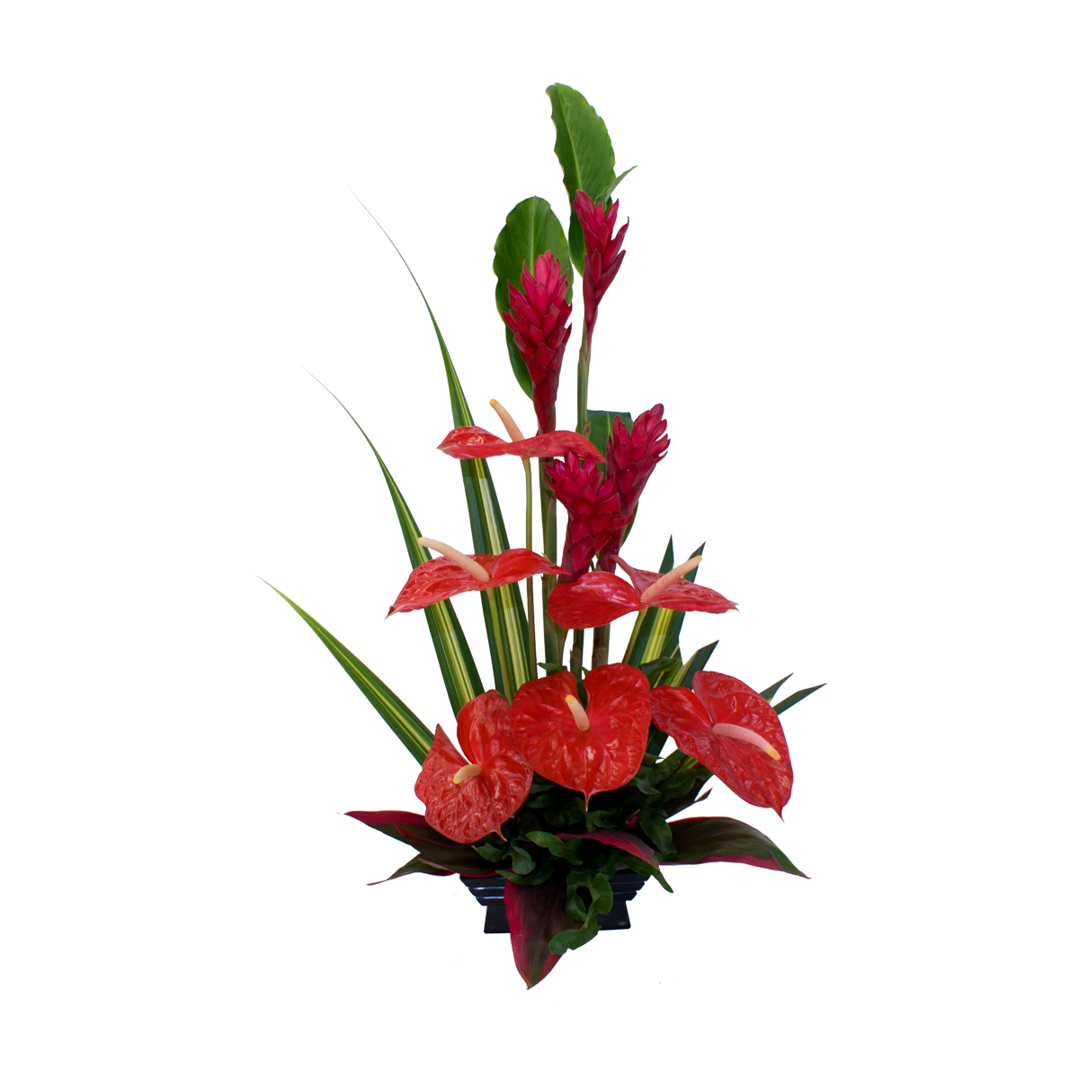 Red Anthurium and Ginger Hawaiian Flowers Hawaiian Flowers