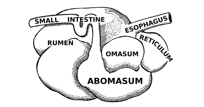 9 Things You Didn't Know About The Deer Stomach - Wide Open Spaces