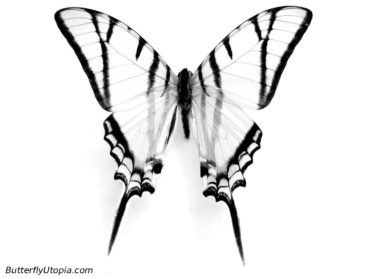 Butterfly Realistic Art, Pencil Drawing Images