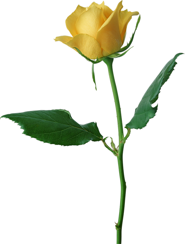 Yellow Rose Clipart | Free Download Clip Art | Free Clip Art | on ...