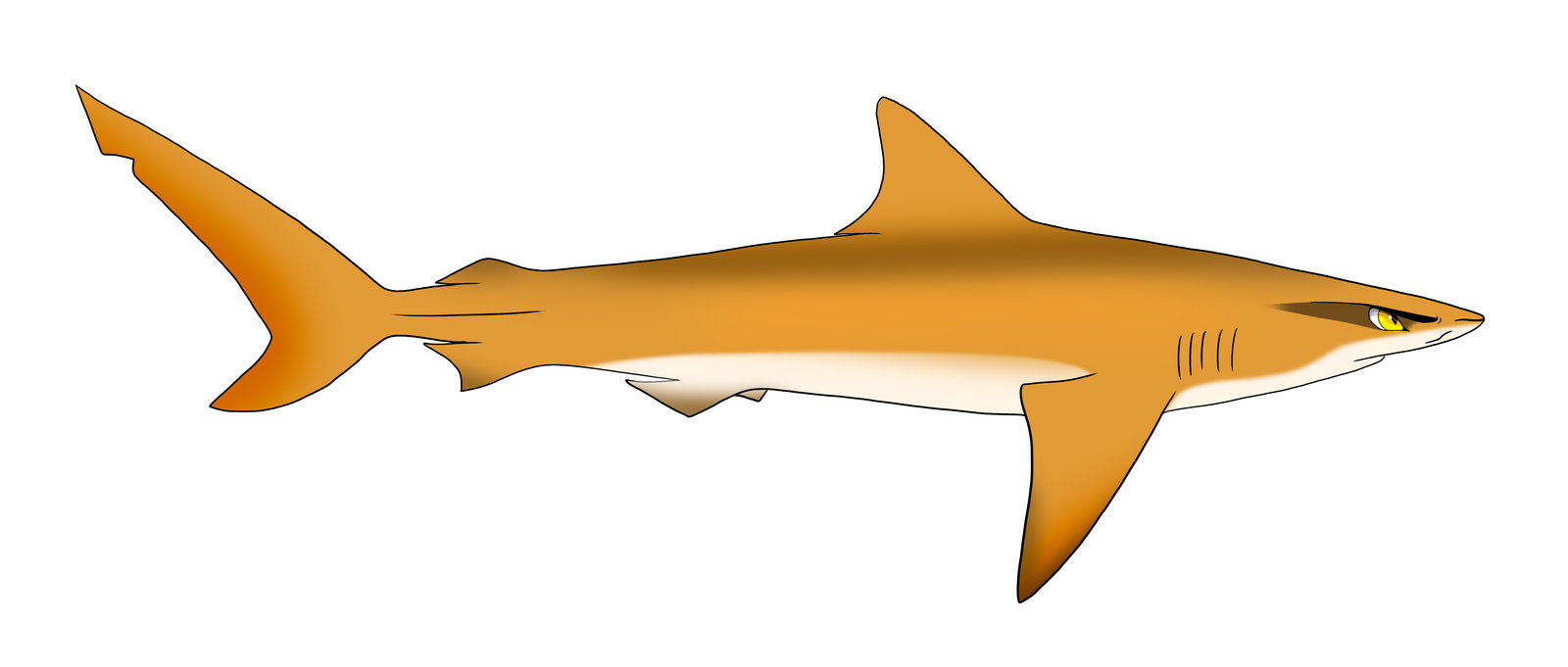 lemon shark clipart - photo #7