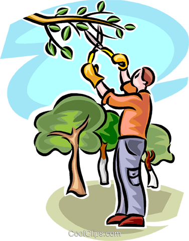 Guy pruning large tree clipart - ClipartFox