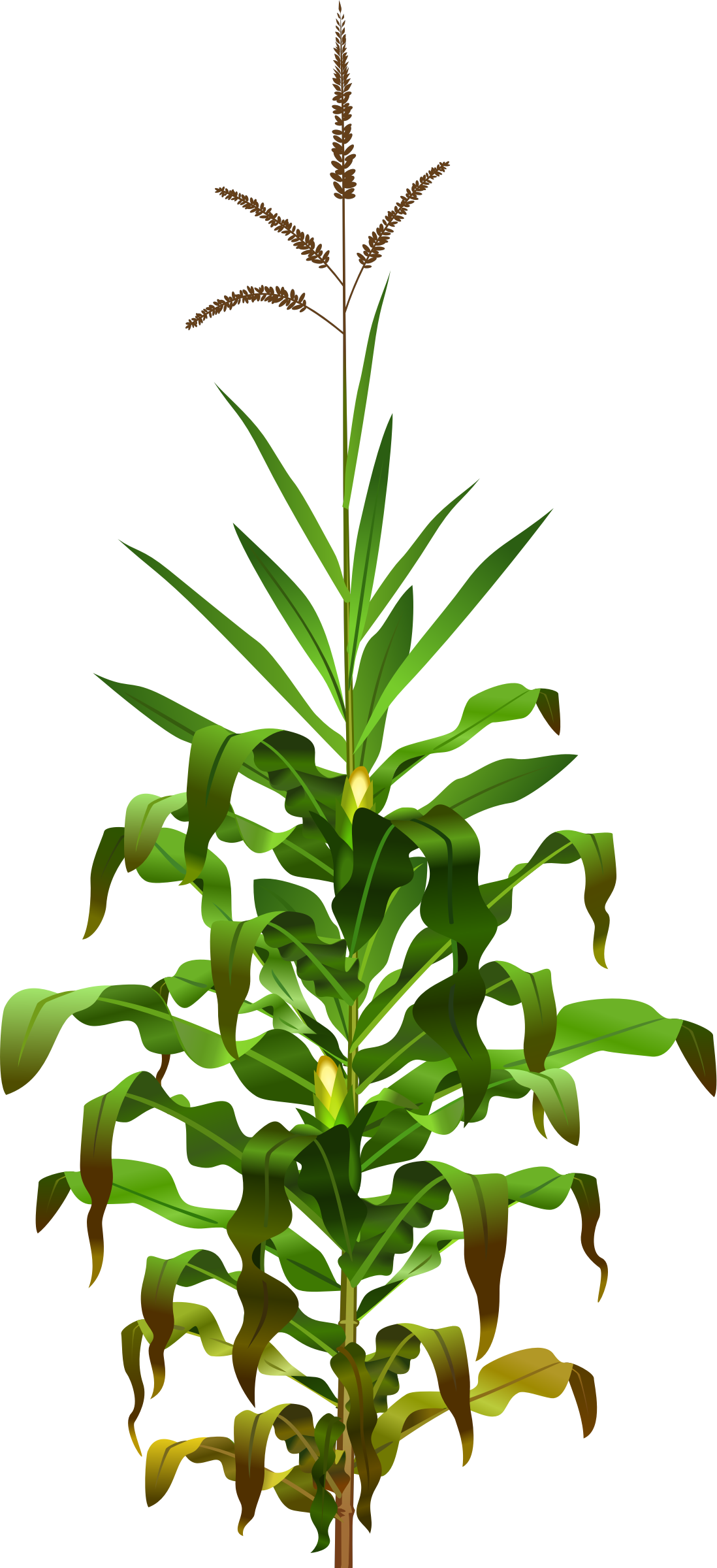 Clipart - corn plant