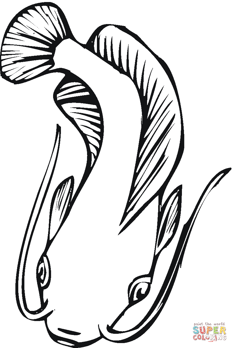 Catfish Drawing | Free Download Clip Art | Free Clip Art | on ...