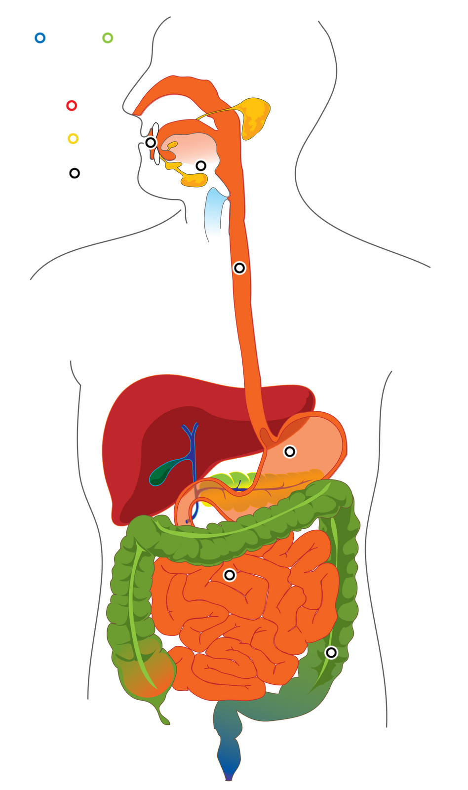 Digestive System Without Labels - ThingLink