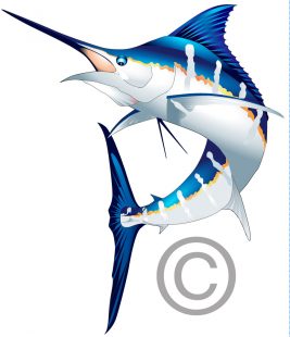 Blue Marlin – Sue (vector) | Marine Wildlife Fine Art, Custom ...