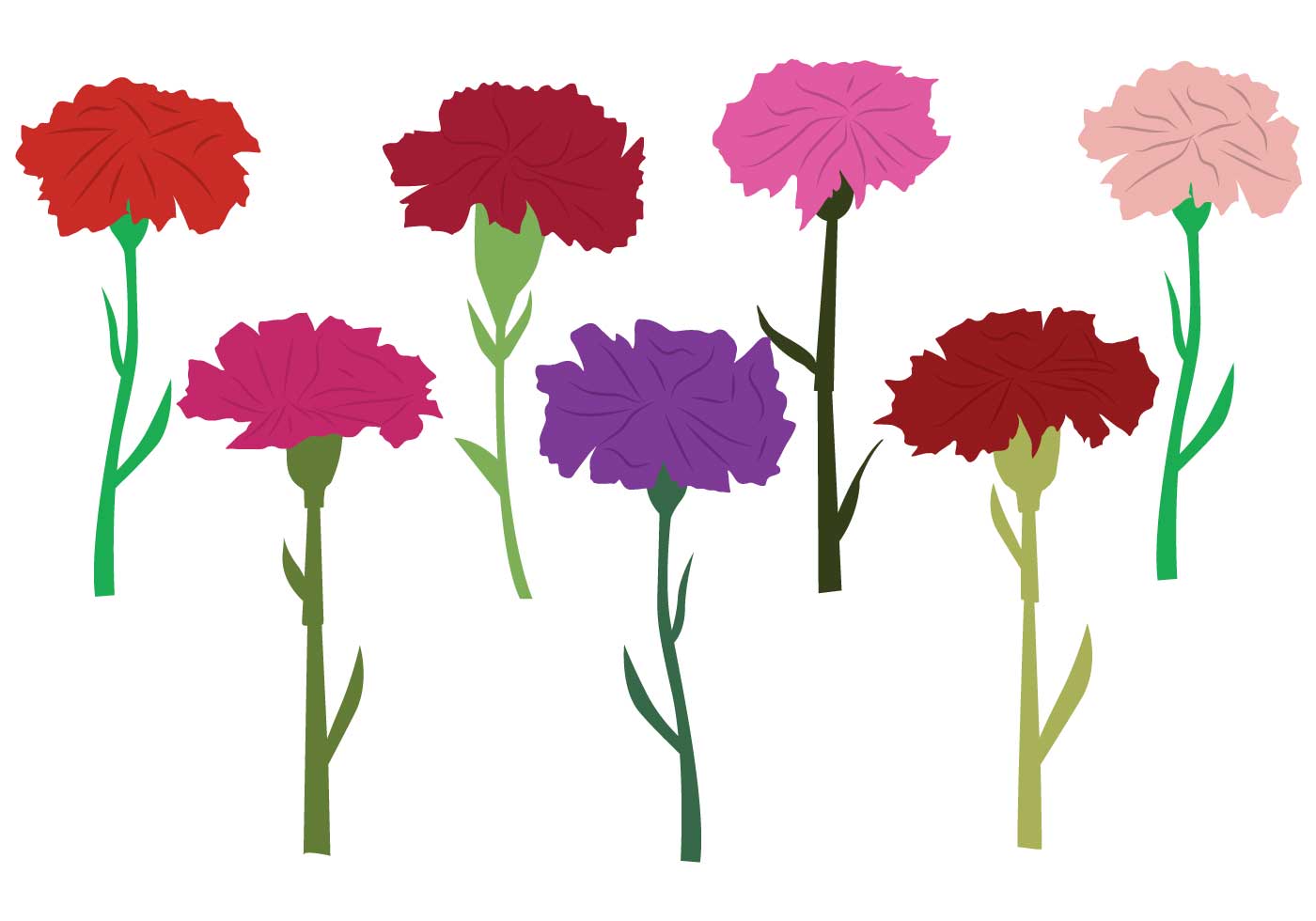 Carnation Free Vector Art - (6077 Free Downloads)