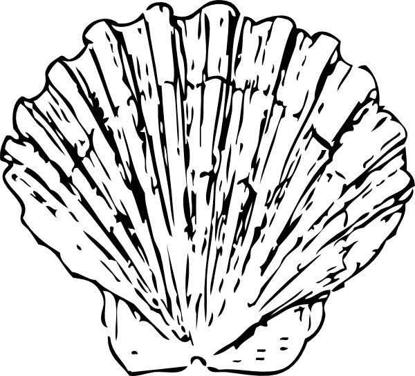 Seashell Drawings | Shell Drawing ...