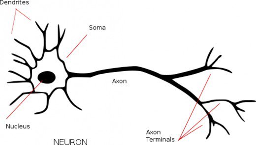 What is a Neuron?