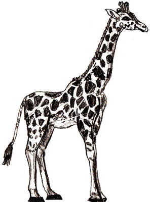 How to draw a Giraffe step by step | Wild Animals Drawings for Kids