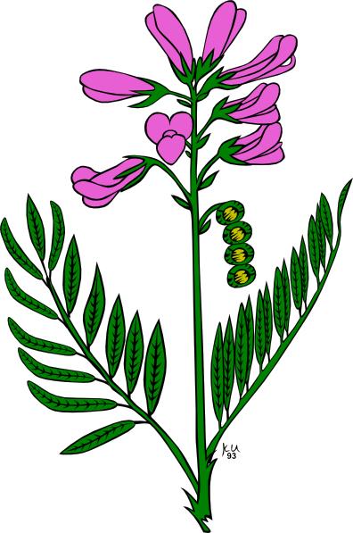 Snowdrop Flower Tattoo | Free Download Clip Art | Free Clip Art ...