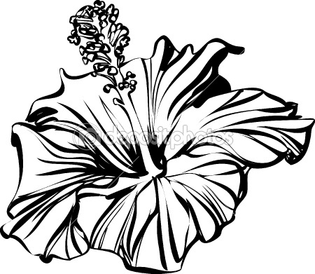Hibiscus Outline | Free Download Clip Art | Free Clip Art | on ...