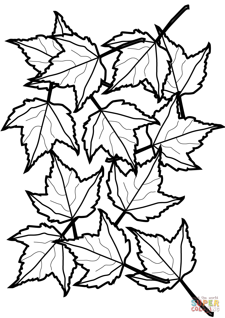 Maple Leaf Coloring Template