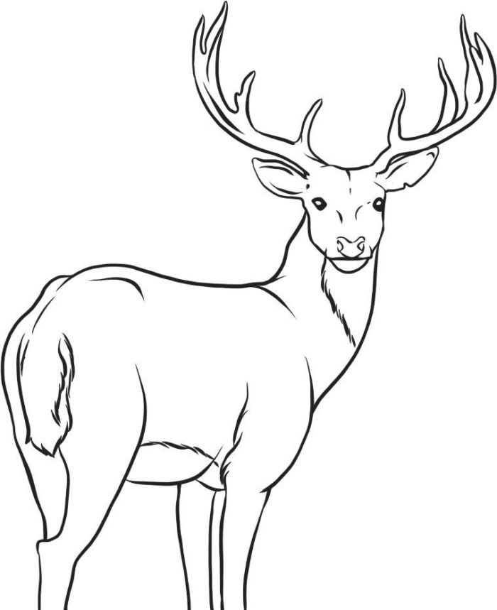 deer coloring sheet free printable deer coloring pages for kids ...