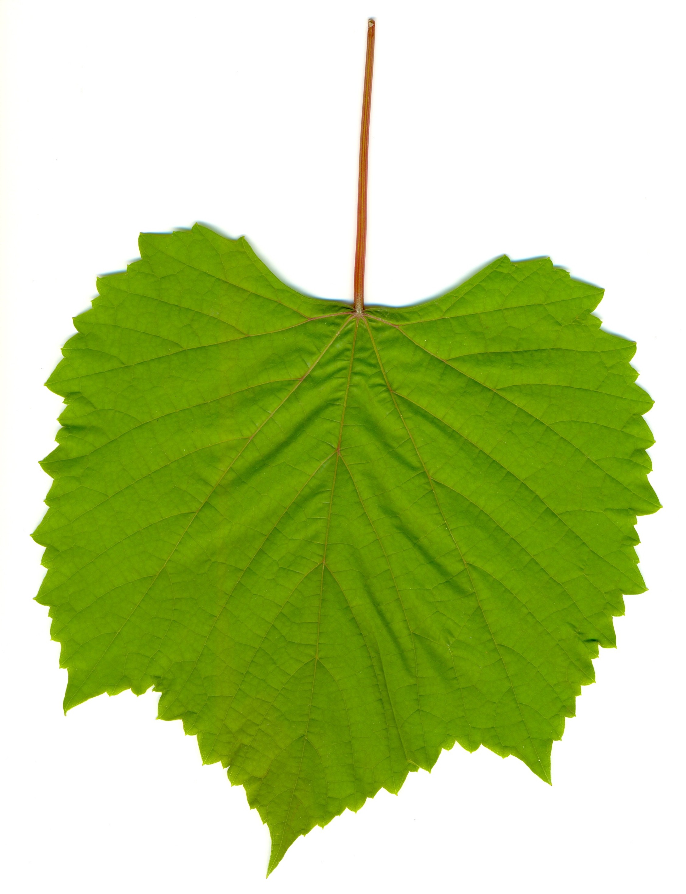 clip art grape leaf - photo #17