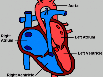Simple Diagram Of The Human Heart - AoF.com