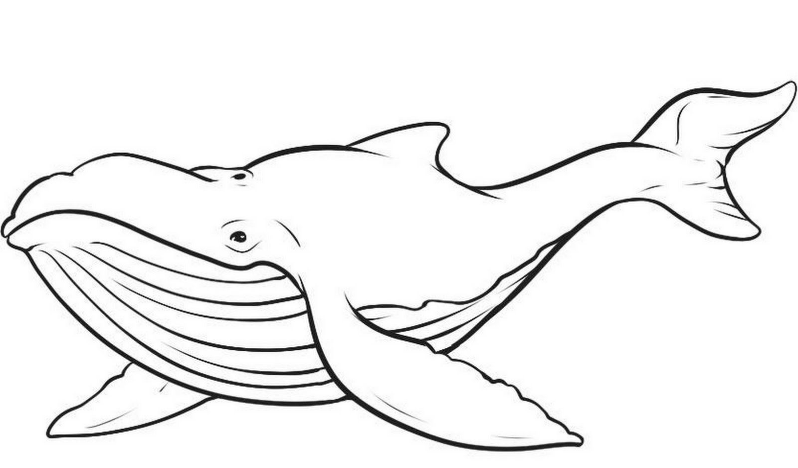 Whale Line Drawing