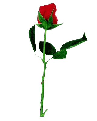 All Graphics » A Single Red Rose