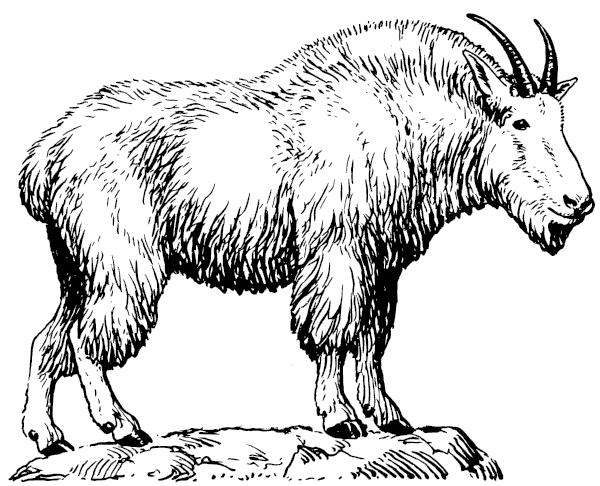 free black and white goat clipart - photo #39