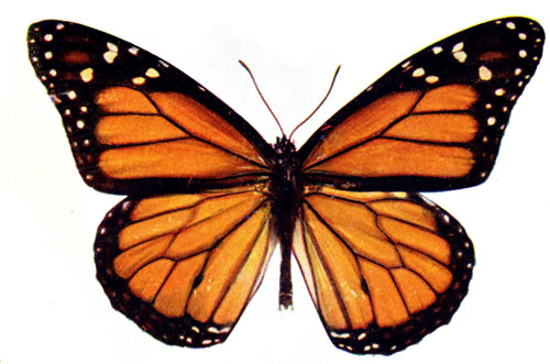 clip art free monarch butterfly - photo #35