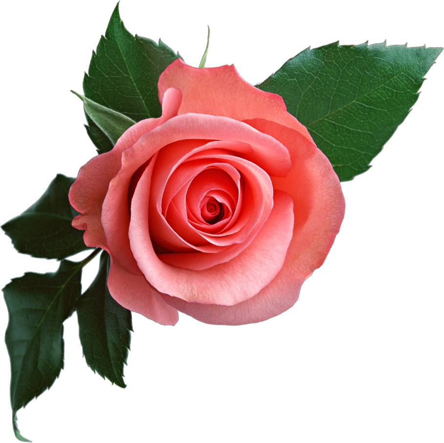 Download PNG image: Pink rose png image, free picture download