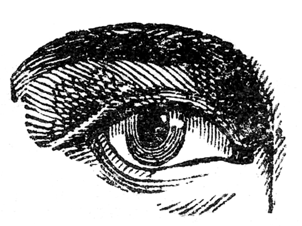 Antique Images - Human Eyes - The Graphics Fairy