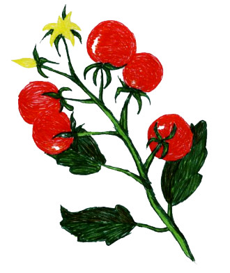Tomato Plant Sketch