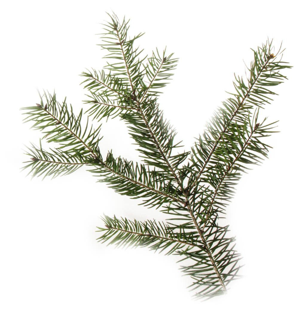 pine tree clip art vector - photo #38