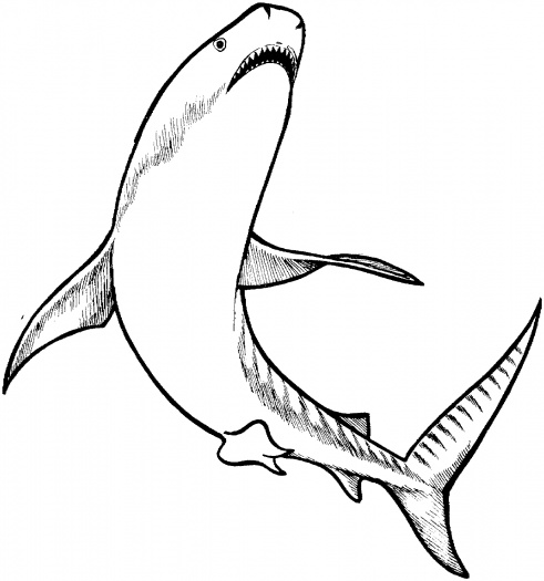 Outline Of A Shark - ClipArt Best