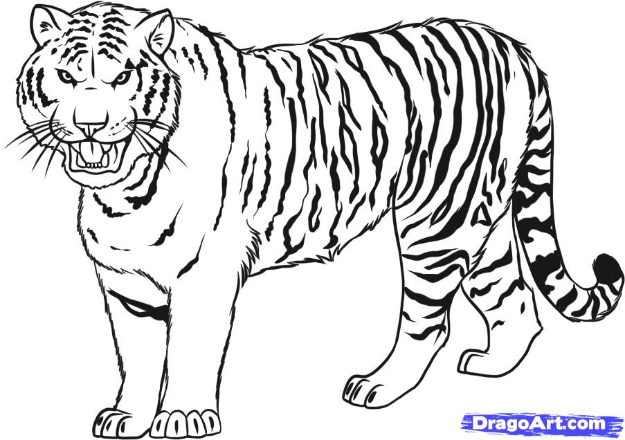 tiger outline clipart - photo #12