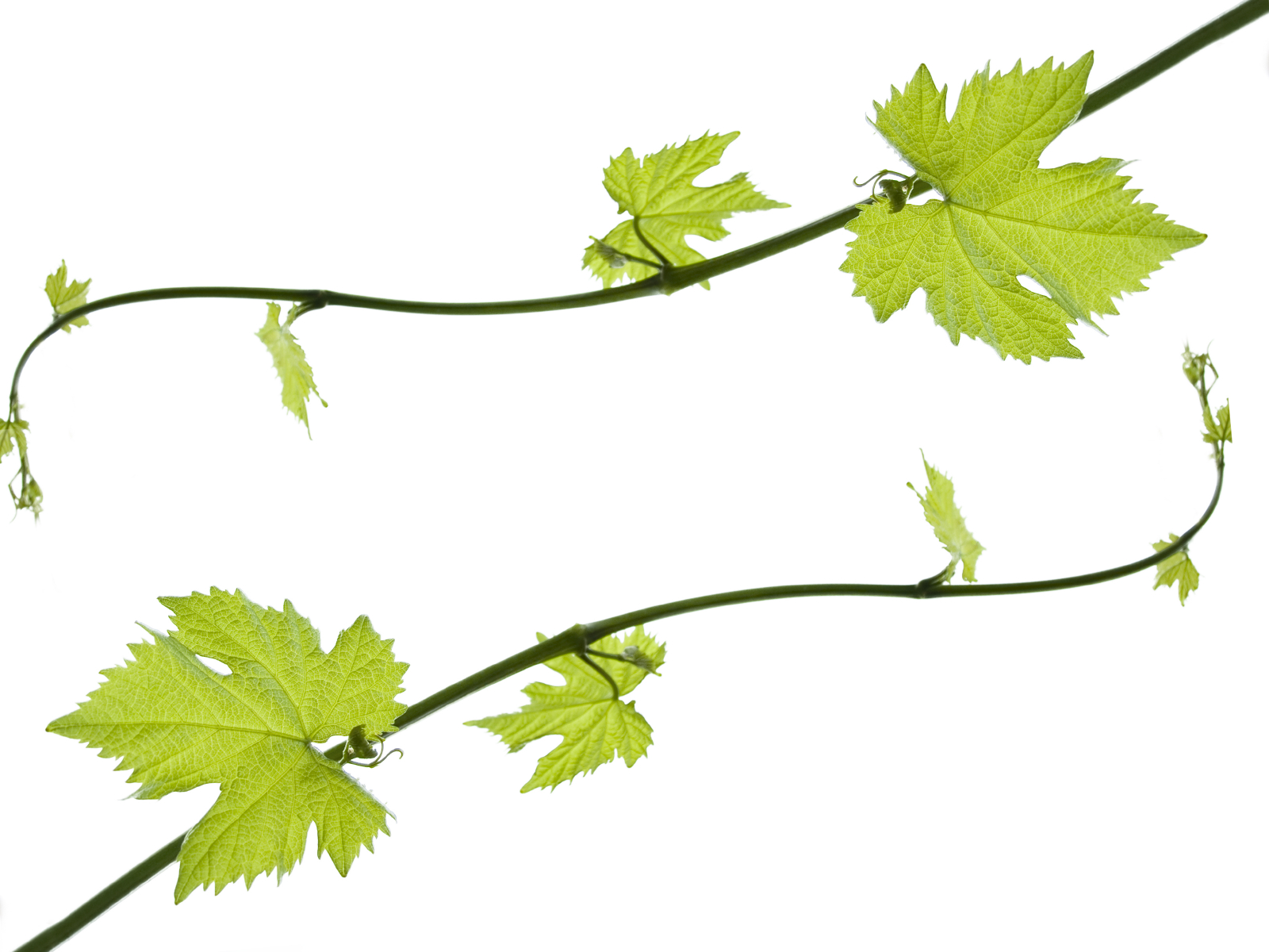 free clip art leaves and vines - photo #26