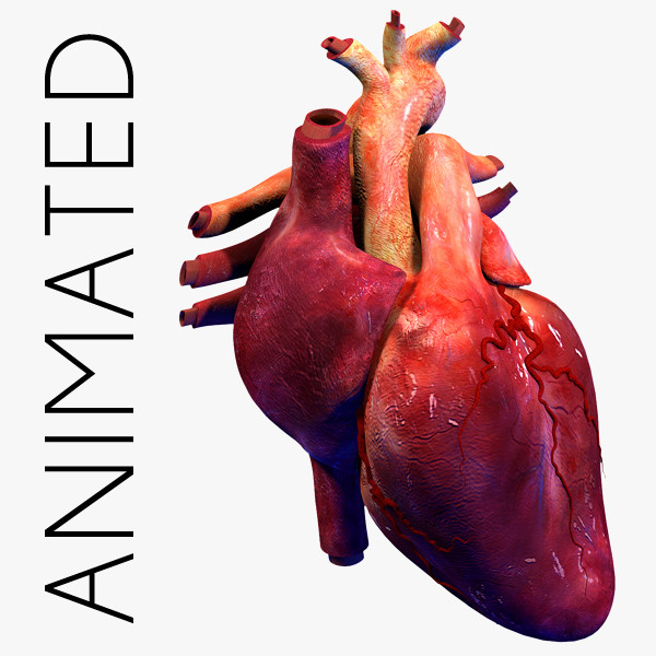human heart animation 3d dxf