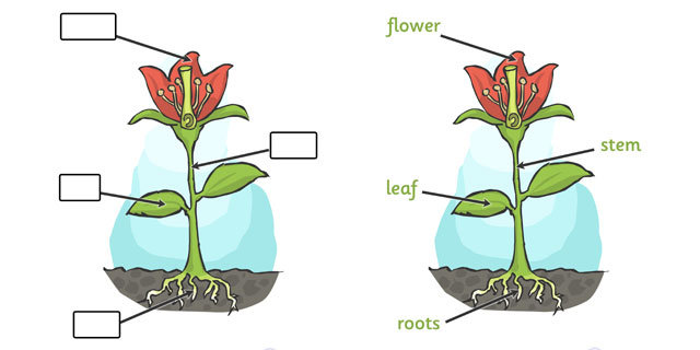 Plant Science - Learn about flowers