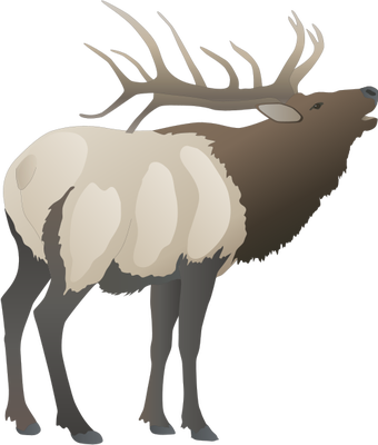 Cervus elaphus (Red Deer) : buck - Most downloaded - Vector ...