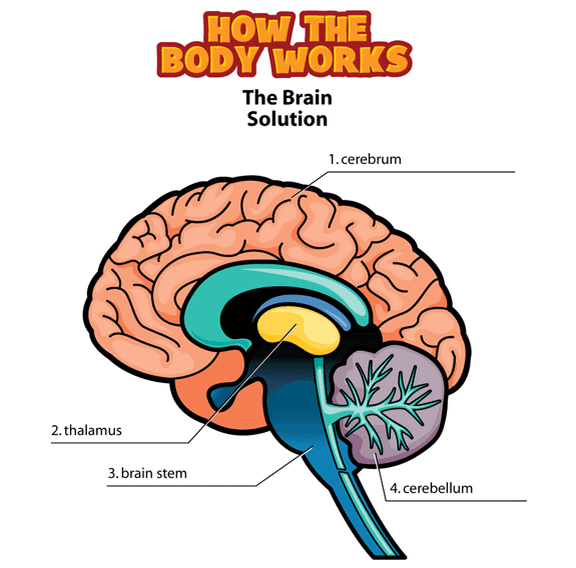 Digestive System Worksheet 5th Grade - ClipArt Best