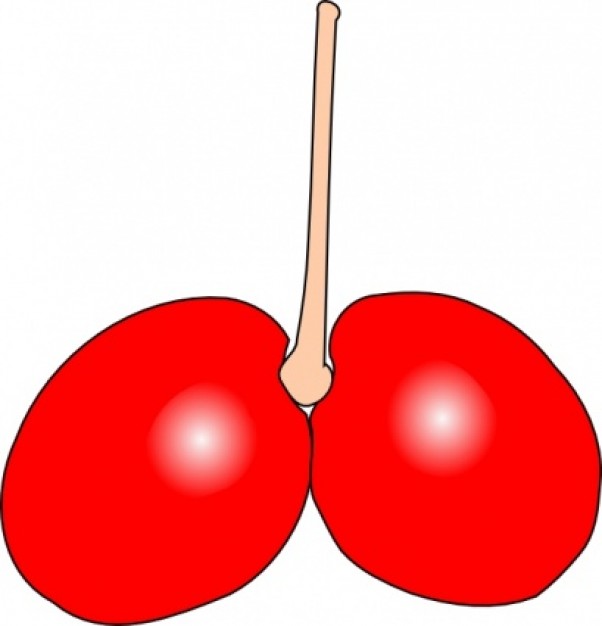 Cherry Double clip art | Download free Vector