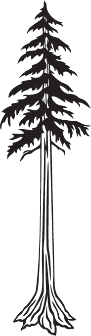 Pix For > Redwood Tree Black And White Drawing