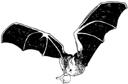 Pevey blog: cartoon bats