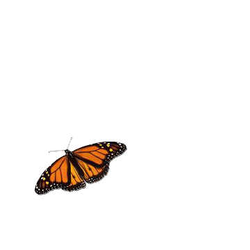 Gif clipart images of a butterfly