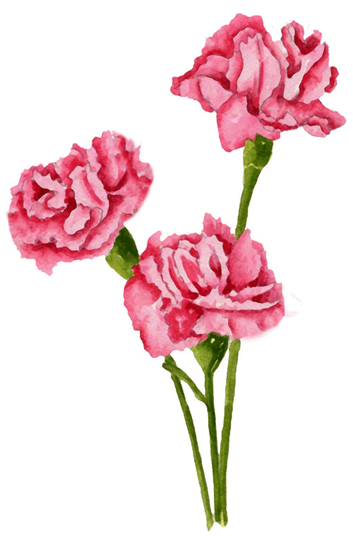 Carnation Clip Art - Tumundografico