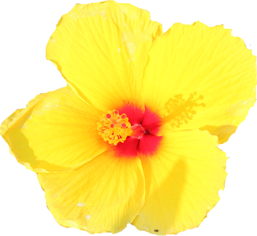 yellow hibiscus clipart - photo #23